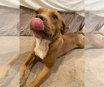 Small #1 Mutt