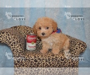 Poodle (Toy) Puppy for sale in SANGER, TX, USA