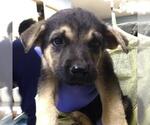 Small German Shepherd Dog Mix