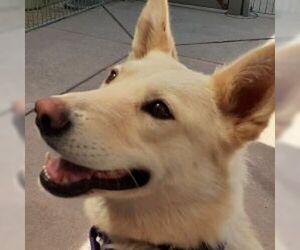 German Shepherd Dog Dogs for adoption in Cupertino, CA, USA
