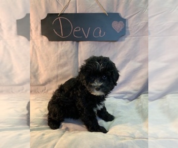 Medium Photo #5 Aussiedoodle-Poodle (Miniature) Mix Puppy For Sale in REEDS SPRING, MO, USA