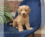 Small #3 Goldendoodle (Miniature)