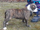 Puppy 9 Alapaha Blue Blood Bulldog