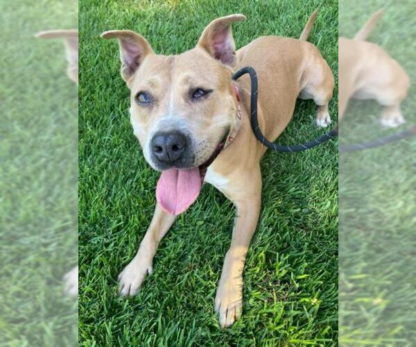 Medium Photo #4 American Pit Bull Terrier-Unknown Mix Puppy For Sale in Woodland, CA, USA