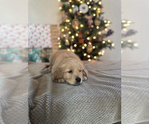 Medium Photo #4 Golden Retriever Puppy For Sale in LEBANON, IL, USA