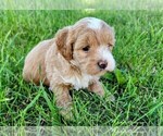 Puppy 2 Shih-Poo