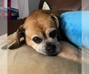 Puggle Dogs for adoption in LYONS, IL, USA