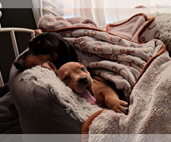 Medium Photo #3 Redbone Coonhound-Unknown Mix Puppy For Sale in Oakhurst, NJ, USA