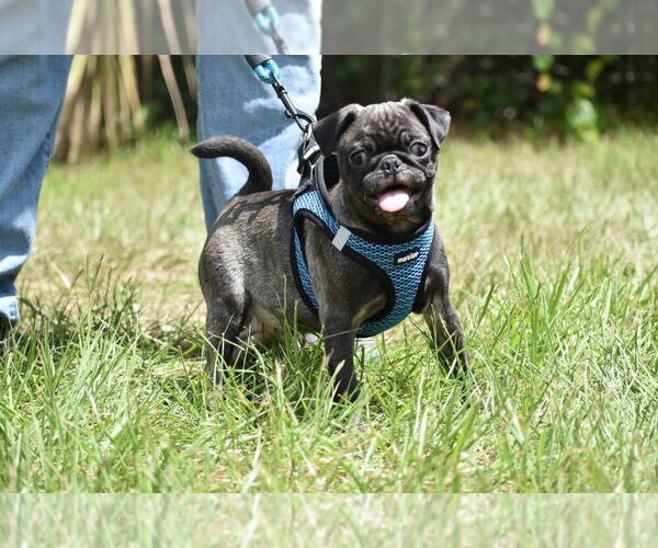 Medium Photo #1 Pug Puppy For Sale in PALM COAST, FL, USA