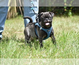 Pug Puppy for sale in PALM COAST, FL, USA
