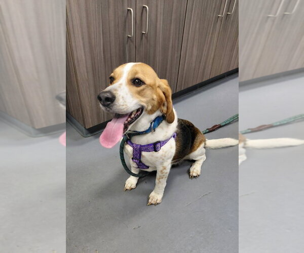 Medium Photo #3 Beagle-Unknown Mix Puppy For Sale in South Bend, IN, USA