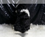 Small #2 Cavapoo