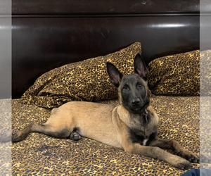 Father of the Belgian Malinois puppies born on 05/22/2022