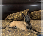 Small Photo #1 Belgian Malinois Puppy For Sale in VIOLET, LA, USA