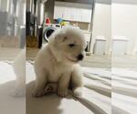 Small #8 Samoyed