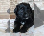 Puppy 3 Golden Mountain Dog