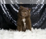Small Photo #83 Pomeranian Puppy For Sale in WARSAW, IN, USA