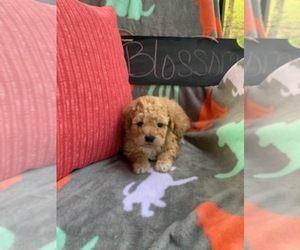 Aussiedoodle-Poodle (Miniature) Mix Puppy for sale in REEDS SPRING, MO, USA
