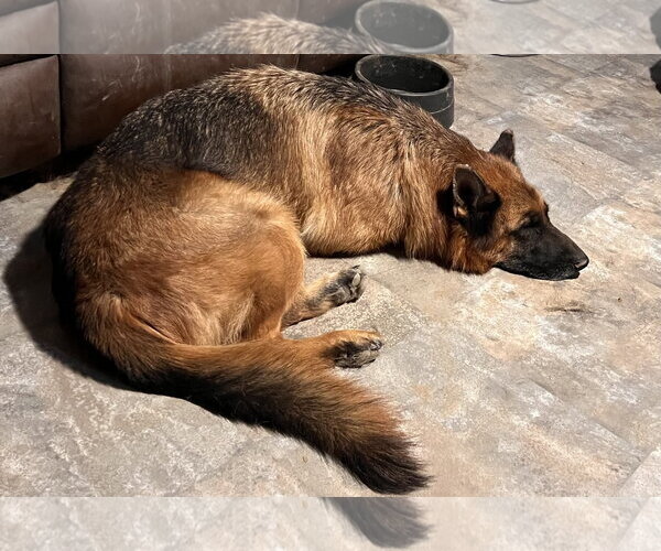 Medium Photo #3 German Shepherd Dog Puppy For Sale in Centreville, VA, USA