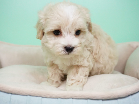 Medium Photo #3 Maltipoo Puppy For Sale in LA MIRADA, CA, USA