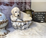 Small Photo #11 Saint Berdoodle Puppy For Sale in QUEEN CREEK, AZ, USA