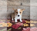 Small #4 Pembroke Welsh Corgi