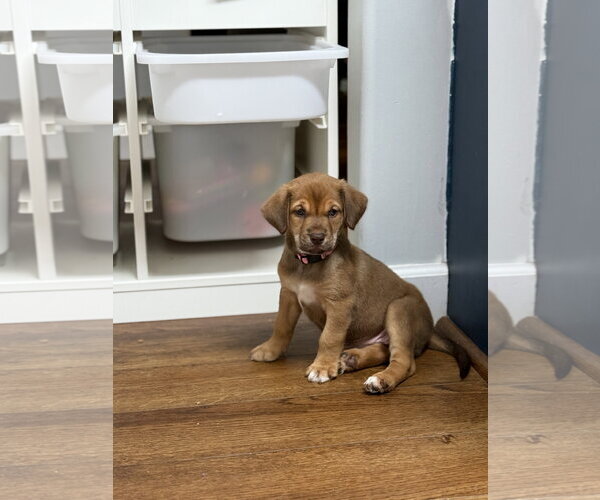 Medium Photo #1 Labrador Retriever-Unknown Mix Puppy For Sale in Holly Springs, NC, USA