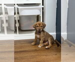 Small Labrador Retriever Mix