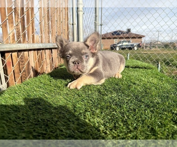 Medium Photo #20 French Bulldog Puppy For Sale in LAS VEGAS, NV, USA