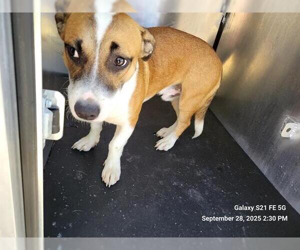 Medium Photo #1 Mutt Puppy For Sale in San Antonio, TX, USA