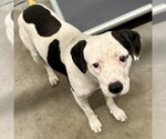 Small American Staffordshire Terrier Mix