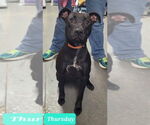 Small #6 American Pit Bull Terrier