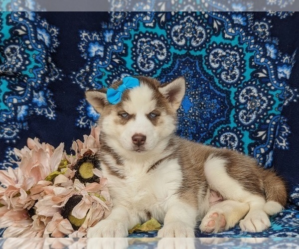 Medium Photo #4 Siberian Husky Puppy For Sale in QUARRYVILLE, PA, USA