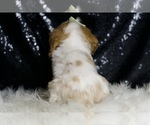 Small #4 Cavalier King Charles Spaniel
