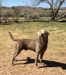 Small Photo #1 Labrador Retriever Puppy For Sale in DURANGO, CO, USA
