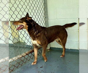 Marina - Female Mutt Dog for Adoption - Photo #4