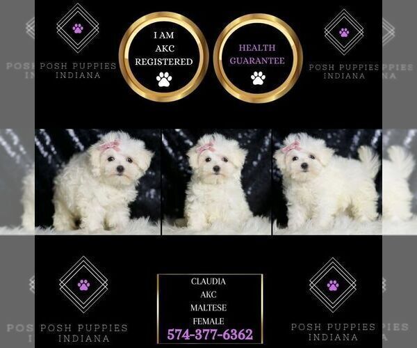 Medium Photo #4 Maltese Puppy For Sale in WARSAW, IN, USA