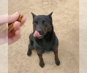 Love - Female Labrador Retriever Dog for Adoption - Photo #7