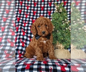 Goldendoodle (Miniature) Puppy for sale in CHRISTIANA, PA, USA