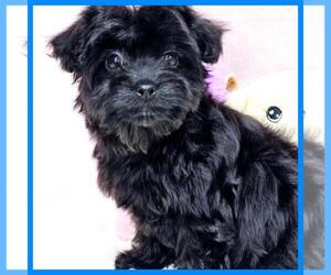 YorkiePoo Puppy for sale in TAYLOR, TX, USA