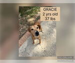 Small #1 Retriever  Mix