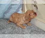 Small #1 Cavalier King Charles Spaniel