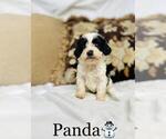 Small Photo #5 Cockapoo Puppy For Sale in ALGOOD, TN, USA
