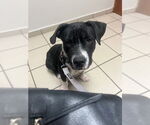 Small Mutt