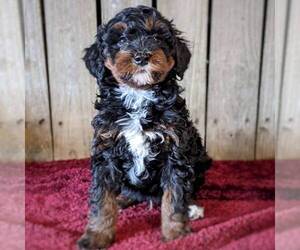 Bernedoodle-Poodle (Miniature) Mix Puppy for sale in STANLEY, WI, USA