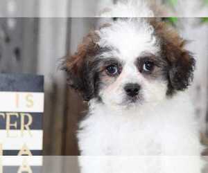 Zuchon Puppy for sale in MOUNT VERNON, OH, USA
