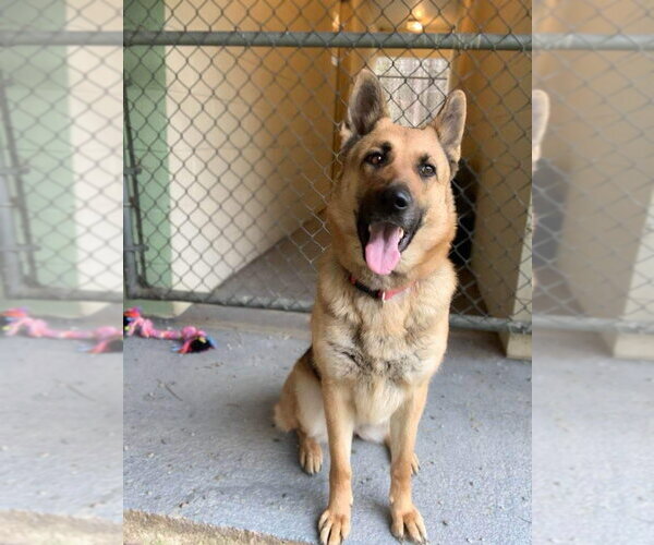 Medium Photo #2 German Shepherd Dog Puppy For Sale in New Hill, NC, USA