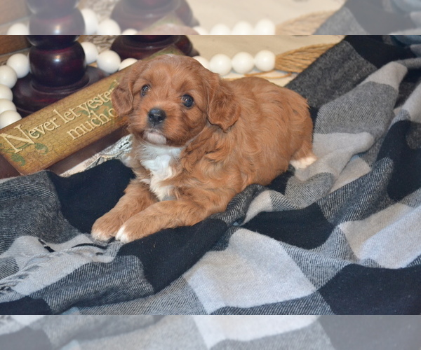 Medium Photo #9 Cavapoo (Miniature) Puppy For Sale in GREENWOOD, WI, USA