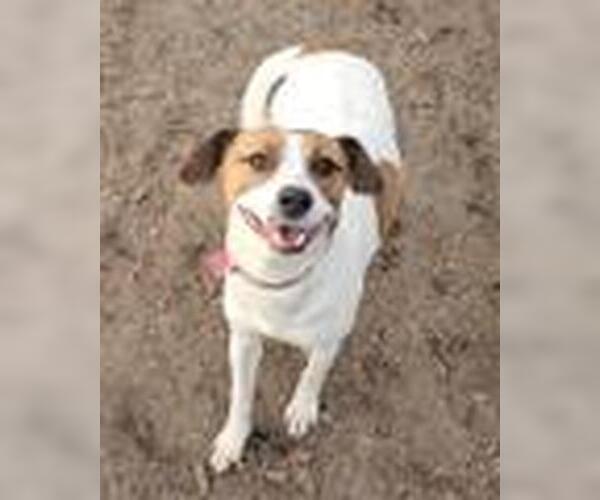 Medium Photo #1 Beagle-Unknown Mix Puppy For Sale in Bloomingdale, NJ, USA