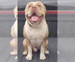 Small Photo #19 American Bully Puppy For Sale in CLEVELAND, GA, USA